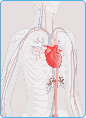Cardio Vascular treatments